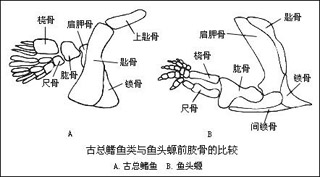 从古总鳍鱼类到两栖类