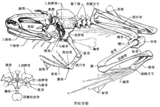 古两栖动物进化中的体形改造