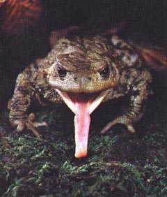 环保、有效生物防治的功臣