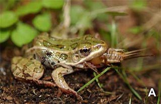 环保、有效生物防治的功臣
