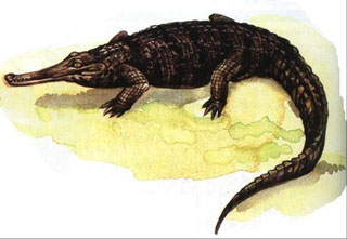 鳄目 Crocodilia
