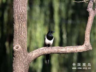 分类知识;