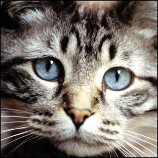 猫眼和微光夜视术